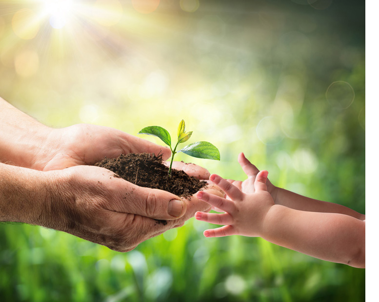 Old Hands Giving Plant to Young Child